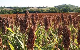 El sorgo es un cultivo clave en Bolivia