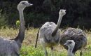 Los choiques son aves no voladoras que desempeñan un papel clave en la distribución de semillas en sus desplazamientos de larga distancia