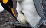 Entre los pingüinos, los machos incuban los huevos mientras las hembras cazan