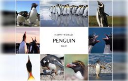 imágenes de las diferentes especies de pingüinos en las Falklands con créditos a Andy Pollard, Georgina Strange, Marc Bouldoukian, FITB y Tomek Zawadowski.