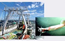 La ausencia de un calamar con tamaño comercial, ocurre en un ejercicio en que las compañías de pesca han invertido decenas de millones en nuevas embarcaciones. 
