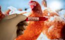 Brasil ha estado monitoreando la gripe aviar desde la década del 2000