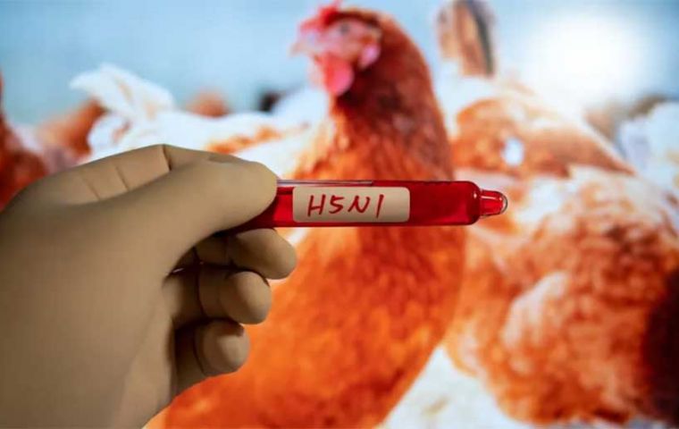 Brasil ha estado monitoreando la gripe aviar desde la década del 2000