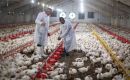 Brasil espera reanudar los envíos a China en menos de 60 días, explicó Fávaro