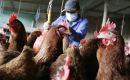 El Senacsa adoptó esta medida mientras espera la autorización para iniciar exportaciones de carne de res a Filipinas
