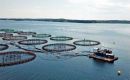 El posible proceso para cría de salmones en las denominadas “jaulas de malla flotantes” o “jaulas de cría en red abierta”, están en el centro del debate, pues permiten el libre intercambio entre aguas