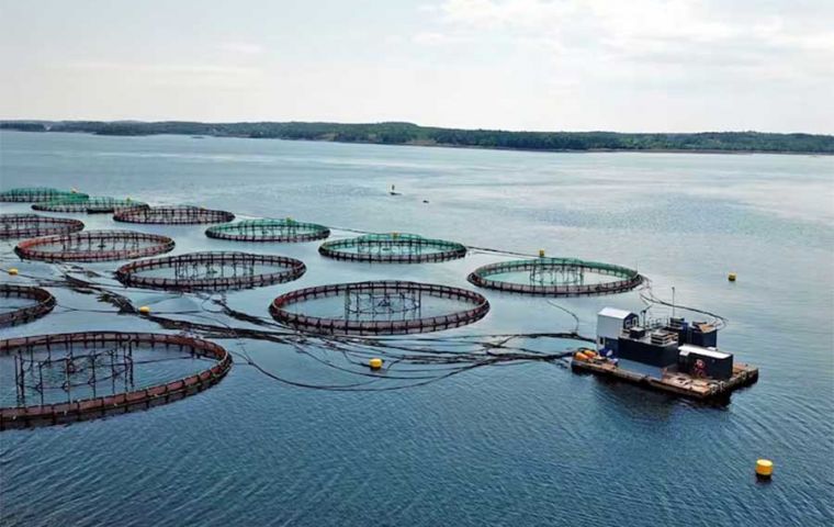 El posible proceso para cría de salmones en las denominadas “jaulas de malla flotantes” o “jaulas de cría en red abierta”, están en el centro del debate, pues permiten el libre intercambio entre aguas
