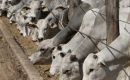 El nuevo estatus plantea nuevos desafíos para la carne boliviana