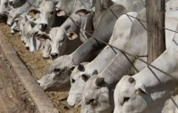 El nuevo estatus plantea nuevos desafíos para la carne boliviana