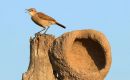 El brote afecta a aves de la especie “joão-de-barro” (Furnarius rufus)