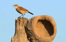 El brote afecta a aves de la especie “joão-de-barro” (Furnarius rufus)