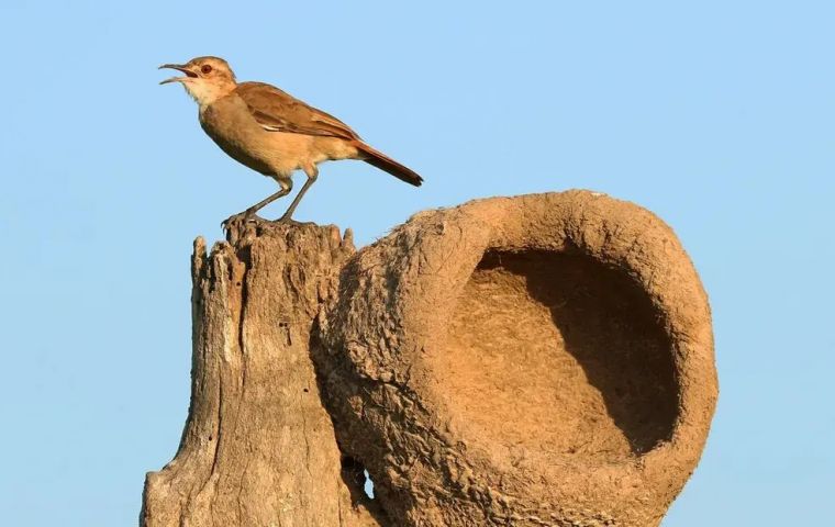 El brote afecta a aves de la especie “joão-de-barro” (Furnarius rufus)