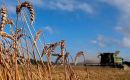 Brasil representó el 99% de los envíos de trigo de Paraguay