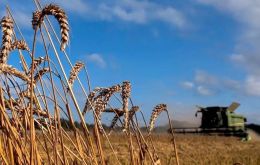 Brasil representó el 99% de los envíos de trigo de Paraguay