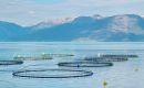 El lugar más próximo a Falklands donde la cría comercial de salmones abunda es en el sur de Chile .
