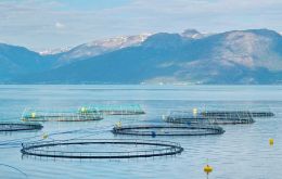 El lugar más próximo a Falklands donde la cría comercial de salmones abunda es en el sur de Chile .