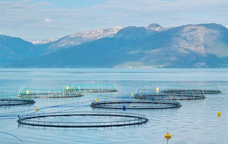 El lugar más próximo a Falklands donde la cría comercial de salmones abunda es en el sur de Chile .