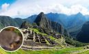 El santuario de Machu Picchu de 35.000 hectáreas  alberga una fauna diversa