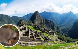 El santuario de Machu Picchu de 35.000 hectáreas  alberga una fauna diversa