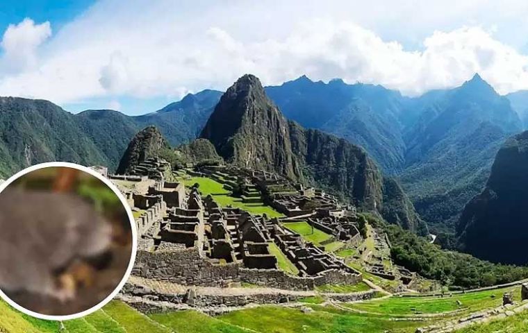 El santuario de Machu Picchu de 35.000 hectáreas  alberga una fauna diversa