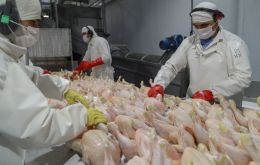 Brasil dejó de exportar unas 123.000 toneladas de pollo debido a la detección de la gripe aviar