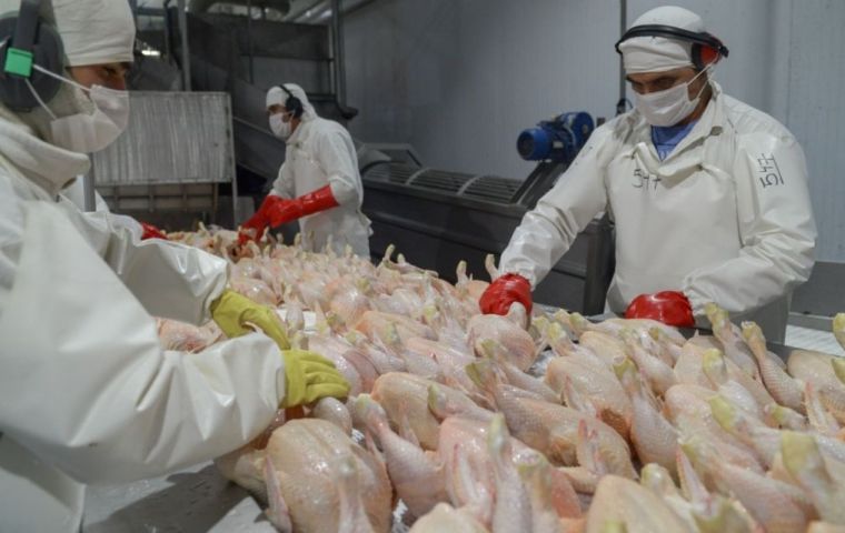 Brasil dejó de exportar unas 123.000 toneladas de pollo debido a la detección de la gripe aviar