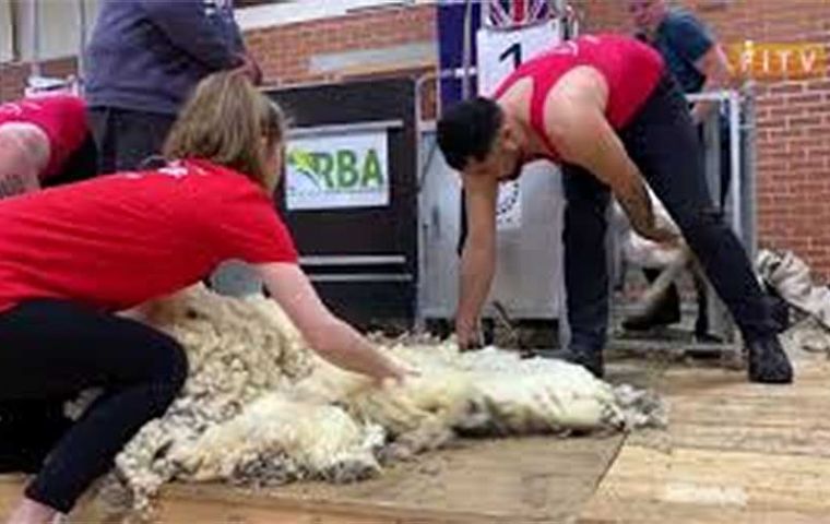 En plena tarea de  esquila en las Falklands (Foto FITV)