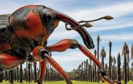 El Rhynchophorus ferrugineus es originario de Asia y no se ha encontrado en ningún otro lugar de Sudamérica