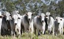 Las exportaciones de carne de vacuno de Paraguay están en rápida expansión