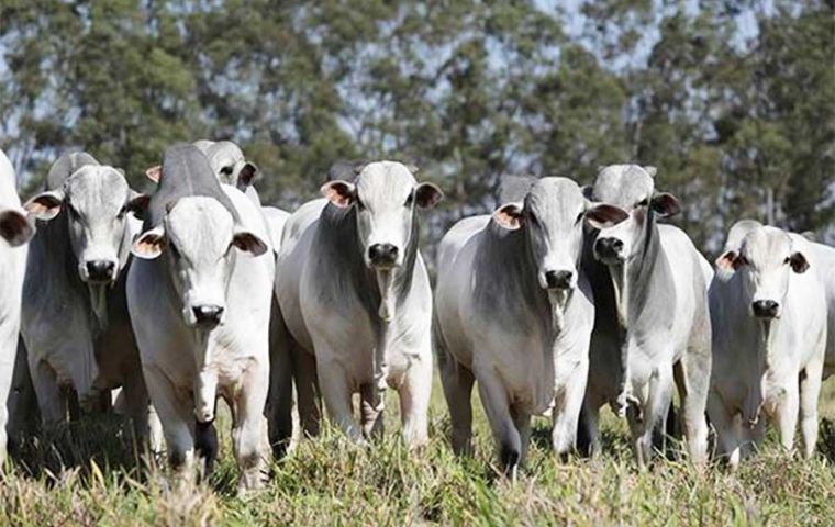 Las exportaciones de carne de vacuno de Paraguay están en rápida expansión
