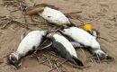 Las aves se encontraban en tal estado de descomposición que era imposible determinar la causa de su muerte