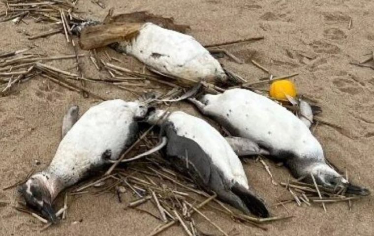 Las aves se encontraban en tal estado de descomposición que era imposible determinar la causa de su muerte