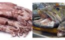  El Calamar Loligo (unos £2 mil millones) y la Merluza Negra, (£183 millones) los dos platos fuertes de ingresos para las Falklands