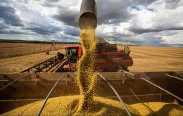 El 86% de los 19,6 millones de toneladas que alcanzaron el límite de US$7.000 millones el jueves fueron registradas por siete empresas exportadoras