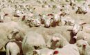 El mercado de carne de ovino también se mantiene fuerte
