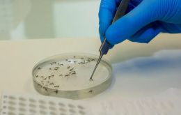 Los dos métodos de Oxitec no pueden utilizarse simultáneamente