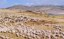  En ovinos la situación de las Falklands es relativamente normal