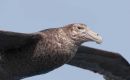 Una variedad de petrel que anida en pasadizos bajo tierra