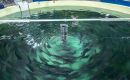 Una jaula flotante, donde se crían los salmones