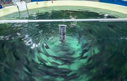 Una jaula flotante, donde se crían los salmones