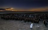 Se pudo registrar que un pingüino Rey llego a recorrer tres océanos antes de retornar a su colonia Foto Derek Pettersson