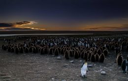 Se pudo registrar que un pingüino Rey llego a recorrer tres océanos antes de retornar a su colonia Foto Derek Pettersson