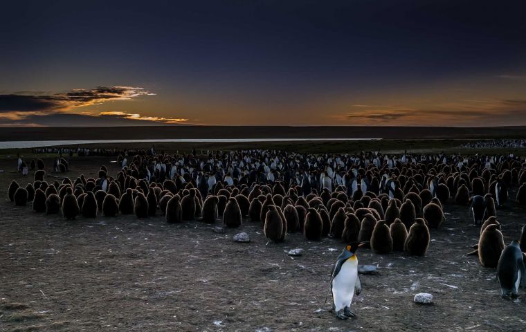 Se pudo registrar que un pingüino Rey llego a recorrer tres océanos antes de retornar a su colonia Foto Derek Pettersson