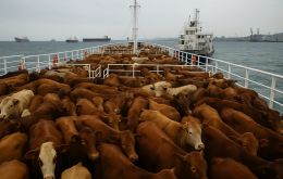 El incidente es una disputa comercial, no un conflicto diplomático, pero muchas vacas han muerto en el interín