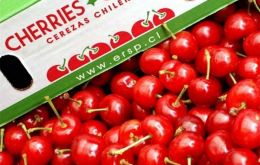 La producción de cerezas representa el 30% del empleo en el sector frutícola chileno