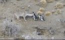 Los pumas, habitualmente cazadores solitarios, ahora operan en grupos, dada la abundancia de ping&uuml;inos