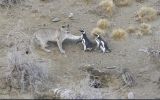 Los pumas, habitualmente cazadores solitarios, ahora operan en grupos, dada la abundancia de ping&uuml;inos