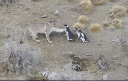 Los pumas, habitualmente cazadores solitarios, ahora operan en grupos, dada la abundancia de ping&uuml;inos