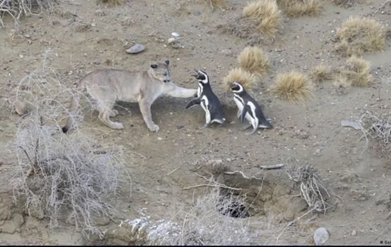 Los pumas, habitualmente cazadores solitarios, ahora operan en grupos, dada la abundancia de ping&uuml;inos