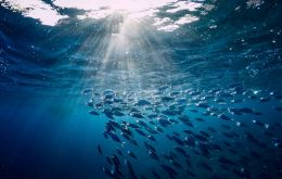 Entre las obligaciones inmediatas, los pa&iacute;ses deber&aacute;n realizar evaluaciones de impacto ambiental para actividades planificadas fuera de jurisdicci&oacute;n nacional